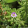구와말(Limnophila sessiliflora (Vahl) Blume) : habal