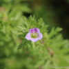 구와말(Limnophila sessiliflora (Vahl) Blume) : habal