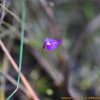 이삭귀개(Utricularia caerulea L.) : 푸른마음