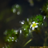 매화마름(Ranunculus kadzusensis Makino) : 바람도사