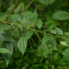 긴잎모시풀(Boehmeria sieboldiana Blume) : 통통배