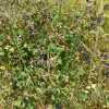 자운영(Astragalus sinicus L.) : 무심거사