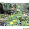 세복수초(Adonis multiflora Nishikawa & Koki Ito) : kplant1