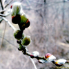 떡버들(Salix hallaisanensis H.L?v.) : 무심거사