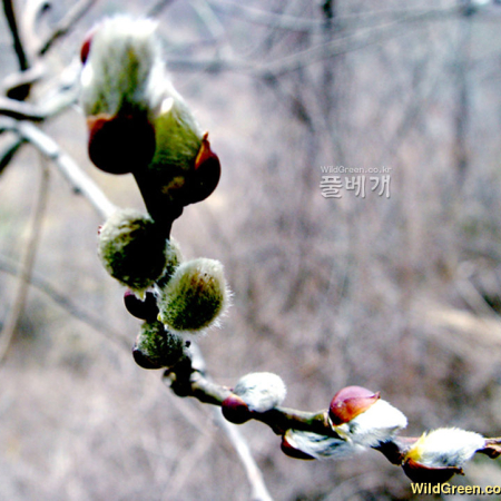 떡버들(Salix hallaisanensis H.L?v.) : 몽블랑