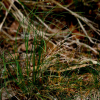김의털(Festuca ovina L.) : 고들빼기