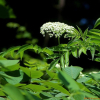 캐나다딱총나무(Sambucus canadensis) : 산들꽃