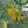 양골담초(Cytisus scoparius (L.) Link.) : 청암