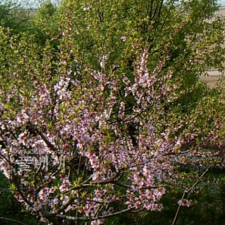 복사나무(Prunus persica (L.) Batsch for. persica) : 현촌