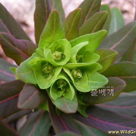 대극(Euphorbia pekinensis Rupr.) : 들꽃사랑