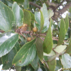 노랑팽나무(Celtis edulis Nakai) : 봄까치꽃