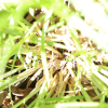 양덕사초(Carex stipata Muhlenb.) : 도리뫼