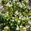 갯까치수염(Lysimachia mauritiana Lam.) : 산들꽃