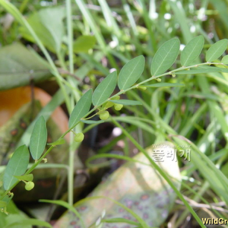 여우주머니(Phyllanthus ussuriensis Rupr. & Maxim.) : 통통배