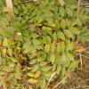 등(Wisteria floribunda (Willd.) DC.) : 塞翁之馬