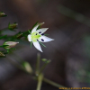 쓴풀(Swertia japonica (Schult.) Griseb.) : 통통배
