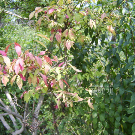회잎나무(Euonymus alatus (Thunb.) Siebold f. ciliato-dentatus (Franch. & Sav.) Hiyama) : 塞翁之馬