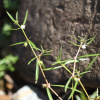 백운풀(Oldenlandia diffusa (Willd.) Roxb.) : 무심거사