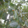 노랑팽나무(Celtis edulis Nakai) : 봄까치꽃