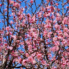 만첩홍매실(Prunus mume for. alphandi (Carr.) Rehder) : 현촌