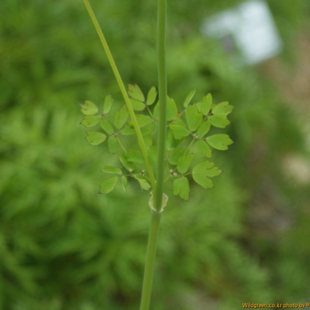 꽃꿩의다리(Thalictrum petaloideum L.) : 바지랑대