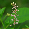 미국자리공(Phytolacca americana L.) : 봄까치꽃
