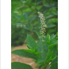 미국자리공(Phytolacca americana L.) : 봄까치꽃