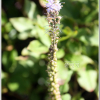 지리산꼬리풀(Pseudolysimachion rotundum (Nakai) Holub var. coreanum (Nakai) T.Yamaz.) : 산들꽃