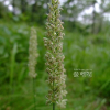산조풀(Calamagrostis epigejos (L.) Roth) : 꽃사랑