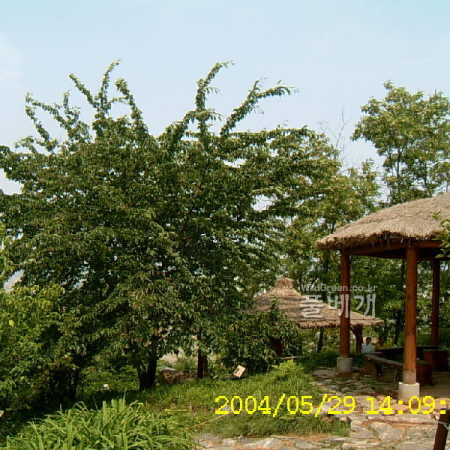 산벚나무(Prunus sargentii Rehder) : 현촌