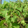 며느리배꼽(Persicaria perfoliata (L.) H.Gross) : 벼루