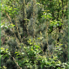 떡버들(Salix hallaisanensis H.L?v.) : 무심거사