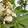 칠엽수(Aesculus turbinata Blume) : 통통배