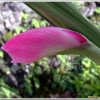 글라디올러스(Gladiolus grandavensis Van Houtte) : 별꽃