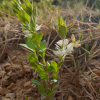 흰애기풀(Polygala japonica for. leucantha Nakai) : 晴嵐