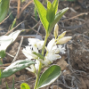 흰애기풀(Polygala japonica for. leucantha Nakai) : 晴嵐