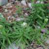 갯톱풀(Achillea alpina L. subsp. pulchra (Koidz.) Kitam.) : 산들꽃