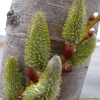 호랑버들(Salix caprea L.) : 청암
