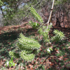 호랑버들(Salix caprea L.) : 청암