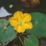 노랑어리연꽃 : 초롱