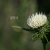 정영엉겅퀴(Cirsium chanroenicum (Nakai) Nakai) : 도리뫼