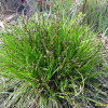 잔솔잎사초(Carex capillacea Boott) : 별꽃