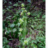 두메탑풀(Clinopodium sachalinense (F.Schmidt) Koidz.) : 청암