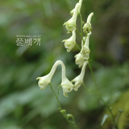 노랑투구꽃(Aconitum barbatum Patrin ex Pers.) : 벼루