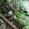 가는장구채(Silene seoulensis Nakai) : 산들꽃