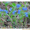 반디지치(Lithospermum zollingeri A.DC.) : 카르마