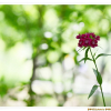 수염패랭이꽃(Dianthus barbatus var. asiaticus Nakai) : 필릴리