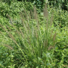 수크령(Pennisetum alopecuroides (L.) Spreng.) : 별꽃