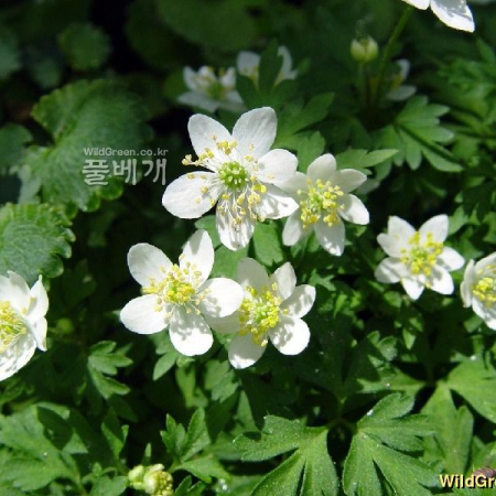 세바람꽃(Anemone stolonifera Maxim.) : 별꽃