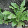 뽀리뱅이(Youngia japonica (L.) DC.) : 지리지리